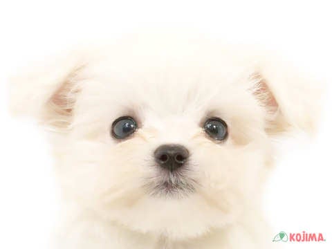 埼玉県のマルチーズ (コジマ浦和店/2024年3月28日生まれ/男の子/ホワイト)の子犬