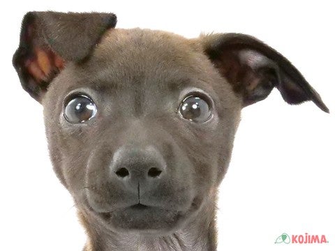 東京都のイタリアングレーハウンド (コジマアリオ北砂店/2024年3月27日生まれ/女の子/シールホワイト)の子犬