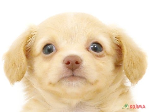 東京都のチワックス(チワワ×ダックス) (コジママチノマ大森店/2024年3月27日生まれ/男の子/クリーム)の子犬