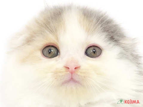 東京都のスコティッシュフォールド (コジマ目黒碑文谷店/2024年3月31日生まれ/女の子/ブルーパッチドタビーホワイト)の子猫