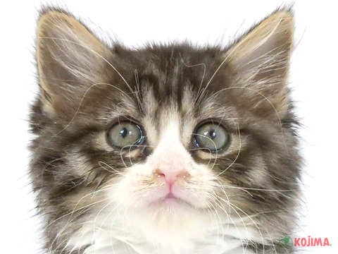 東京都のスコティッシュストレート (コジマ木場店/2024年3月31日生まれ/男の子/ブラウンタビーホワイト)の子猫
