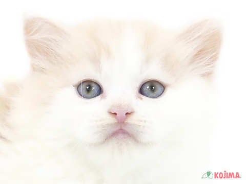 東京都のスコティッシュストレート (コジマアリオ葛西店/2024年3月30日生まれ/男の子/クリームタビーホワイト)の子猫