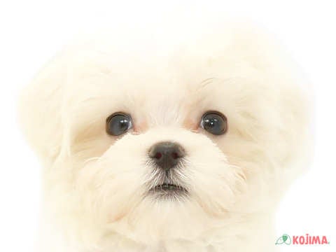 東京都のマルチーズ (コジマ八王子店/2024年3月26日生まれ/男の子/ホワイト)の子犬