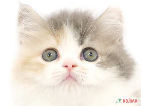 神奈川県のスコティッシュストレート (コジマベイタウン横浜本牧店/2024年3月29日生まれ/女の子/ブルーパッチドタビーホワイト)の子猫