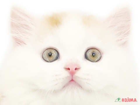 東京都のスコティッシュストレート (コジマソコラ用賀店/2024年3月29日生まれ/男の子/カメオタビーホワイトバン)の子猫