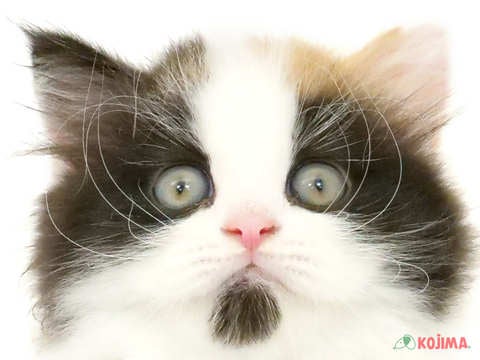 神奈川県のスコティッシュストレート (コジマ横浜青葉店/2024年3月30日生まれ/女の子/ブラウンパッチドタビーホワイト)の子猫