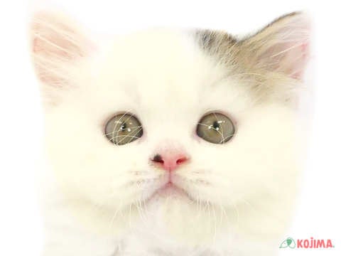埼玉県のスコティッシュストレート (コジマ大宮店/2024年3月30日生まれ/男の子/ブラウンタビーホワイト)の子猫
