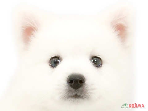 東京都の日本スピッツ (コジマ国領店/2024年3月29日生まれ/男の子/ホワイト)の子犬