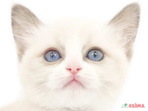 東京都のラグドール (コジマ国分寺店/2024年3月29日生まれ/女の子/ブルーポイントバイカラー)の子猫