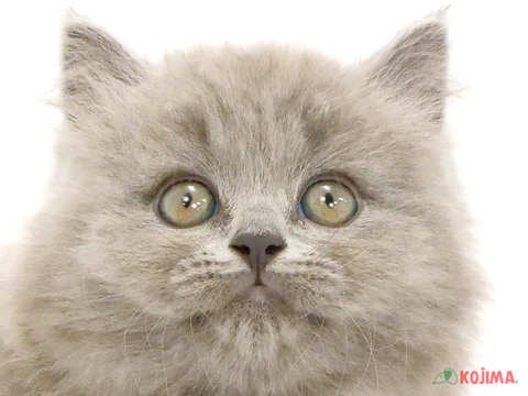 東京都のブリティッシュロングヘアー (コジマ青戸店/2024年3月30日生まれ/女の子/ブルー)の子猫