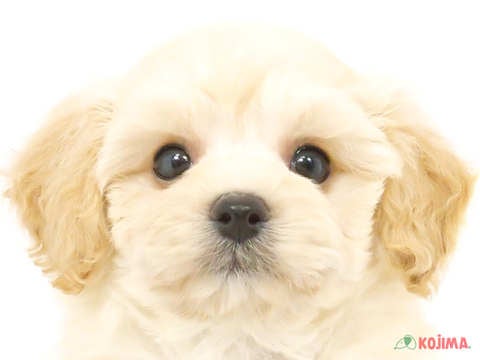 東京都のマルプー(マルチーズ×プードル) (コジマ国分寺店/2024年3月31日生まれ/女の子/アプリコット)の子犬