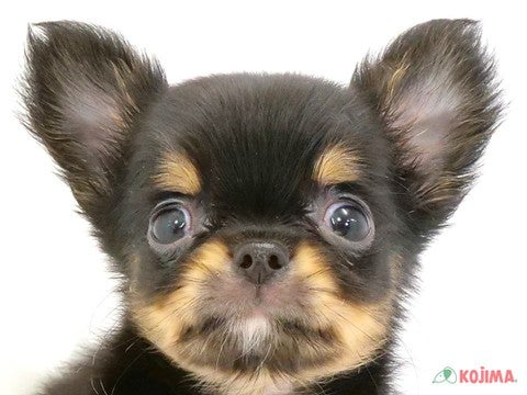 神奈川県のチワワ(ロング) (コジマ横浜青葉店/2024年3月29日生まれ/男の子/ブラックタンホワイト)の子犬