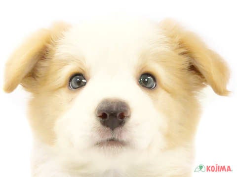 神奈川県のボーダーコリー (コジマベイタウン横浜本牧店/2024年3月30日生まれ/女の子/クリームホワイト)の子犬
