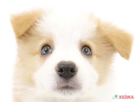 東京都のボーダーコリー (コジマ国領店/2024年3月30日生まれ/女の子/クリームホワイト)の子犬