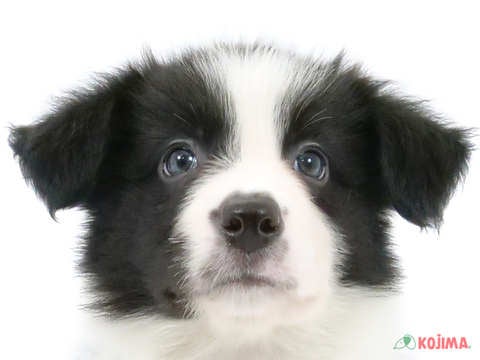 千葉県のボーダーコリー (コジマアリオ市原店/2024年3月26日生まれ/女の子/ブラックホワイト)の子犬