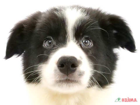 千葉県のボーダーコリー (コジマアリオ蘇我店/2024年3月20日生まれ/男の子/ブラックホワイト)の子犬