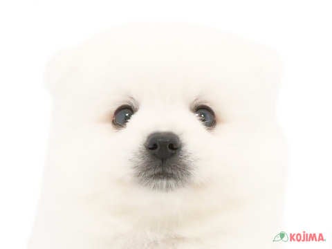 千葉県の日本スピッツ (コジマアリオ柏店/2024年3月30日生まれ/男の子/ホワイト)の子犬