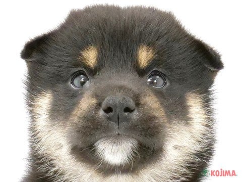 千葉県の柴犬(標準サイズ) (コジマアリオ柏店/2024年3月29日生まれ/女の子/黒)の子犬