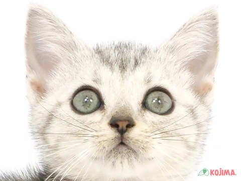 東京都のアメリカンショートヘアー (コジマ国領店/2024年3月27日生まれ/女の子/シルバータビー)の子猫