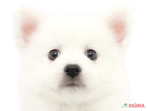 埼玉県の日本スピッツ (コジマアリオ深谷店/2024年3月29日生まれ/女の子/ホワイト)の子犬