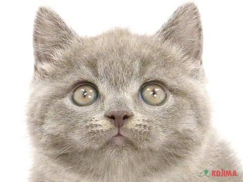 埼玉県のブリティッシュショートヘアー (コジマモラージュ菖蒲店/2024年3月28日生まれ/男の子/ブルー)の子猫