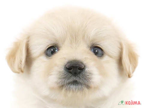 東京都のポメプー(ポメラニアン×プードル) (コジマ西篠崎店/2024年4月1日生まれ/女の子/アプリコット)の子犬