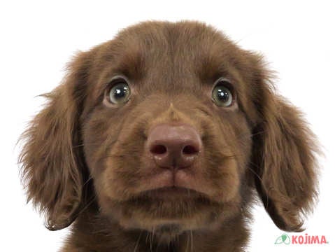 東京都のフラットコーテッドレトリーバー (コジマ木場店/2024年4月1日生まれ/女の子/レバー)の子犬