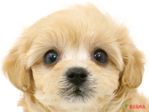 東京都のマルプー(マルチーズ×プードル) (コジマ新小岩店/2024年4月1日生まれ/女の子/アプリコット)の子犬