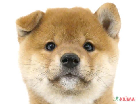 神奈川県の柴犬(標準サイズ) (コジマ横浜青葉店/2024年3月31日生まれ/女の子/赤)の子犬