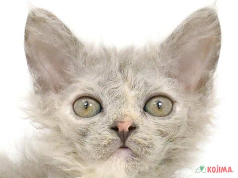 東京都のセルカークレックス (コジマ六本木店/2024年3月30日生まれ/女の子/ブルークリーム)の子猫