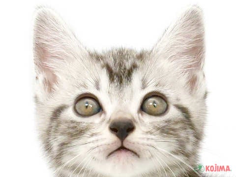東京都のアメリカンショートヘアー (コジマ新小岩店/2024年4月1日生まれ/男の子/シルバータビー)の子猫