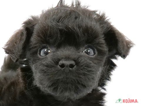 東京都のトイプードル(トイ) (コジマ板橋店/2024年3月31日生まれ/男の子/ブラック)の子犬