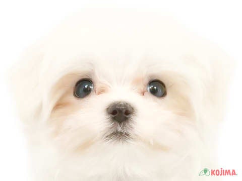 東京都のマルチーズ (コジマ国立店/2024年3月26日生まれ/男の子/ホワイト)の子犬