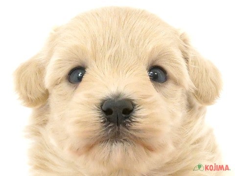 東京都のマルプー(マルチーズ×プードル) (コジマ八王子店/2024年3月29日生まれ/男の子/クリーム)の子犬