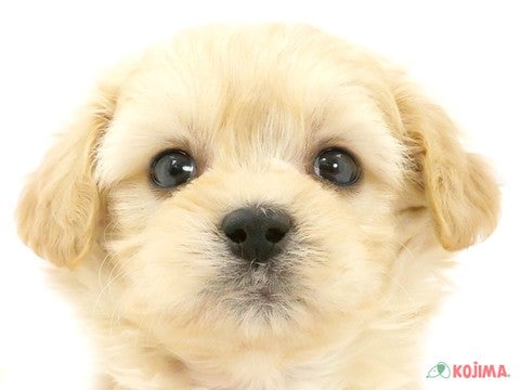 東京都のマルプー(マルチーズ×プードル) (コジマソコラ用賀店/2024年3月29日生まれ/男の子/クリーム)の子犬