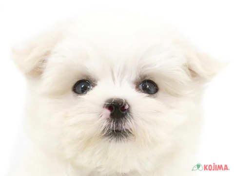 神奈川県のマルチーズ (コジマ横浜青葉店/2024年3月28日生まれ/女の子/ホワイト)の子犬