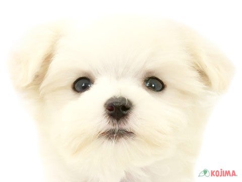東京都のマルチーズ (コジマ国領店/2024年3月28日生まれ/男の子/ホワイト)の子犬