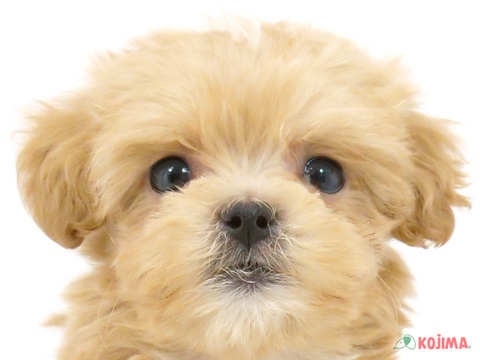 東京都のマルプー(マルチーズ×プードル) (コジマ六本木店/2024年3月30日生まれ/男の子/クリーム)の子犬