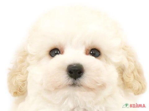 埼玉県のトイプードル(トイ) (コジマ和光店/2024年3月31日生まれ/女の子/ホワイト)の子犬