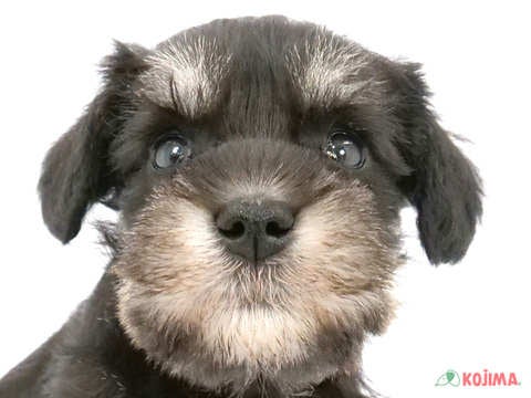千葉県のミニチュアシュナウザー (コジマアリオ柏店/2024年3月28日生まれ/女の子/ブラックシルバー)の子犬