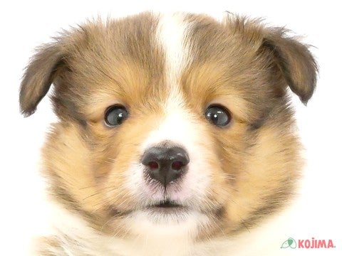 東京都のシェットランドシープドッグ (コジマアリオ亀有店/2024年3月30日生まれ/男の子/セーブルホワイト)の子犬