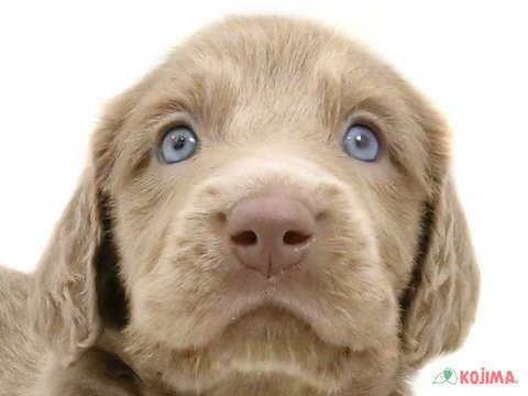 千葉県のワイマラナー (コジマアリオ柏店/2024年3月26日生まれ/男の子/グレー)の子犬