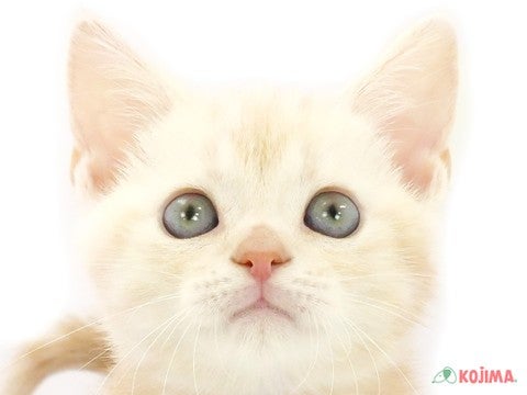 埼玉県のアメリカンショートヘアー (コジマ三郷店/2024年3月30日生まれ/男の子/レッドタビー)の子猫