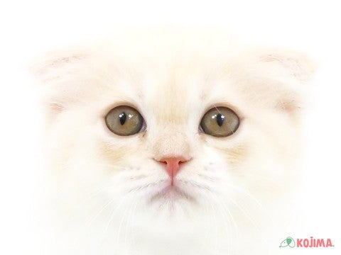 埼玉県のスコティッシュフォールド (コジマ和光店/2024年3月30日生まれ/女の子/クリームホワイト)の子猫