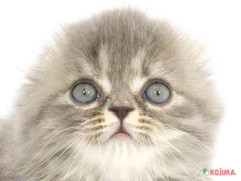 東京都のスコティッシュフォールド (コジマアリオ北砂店/2024年3月30日生まれ/女の子/ブルーパッチドタビー)の子猫