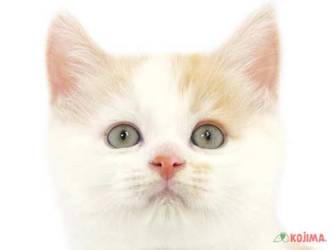東京都のスコティッシュストレート (コジマ西篠崎店/2024年3月31日生まれ/男の子/クリームカメオタビーホワイト)の子猫