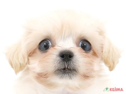 神奈川県のハーフ犬 (コジマニトリモール相模原店/2024年3月30日生まれ/女の子/クリーム)の子犬