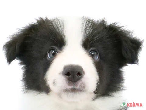 東京都のボーダーコリー (コジマアリオ亀有店/2024年3月26日生まれ/男の子/ブラックホワイト)の子犬