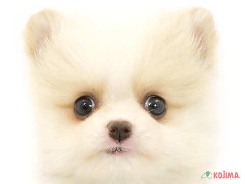 千葉県のポメラニアン (コジマアリオ柏店/2024年3月30日生まれ/女の子/クリームホワイト)の子犬