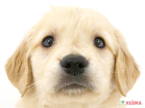 東京都のゴールデンレトリバー (コジマソコラ用賀店/2024年3月31日生まれ/男の子/ゴールデン)の子犬